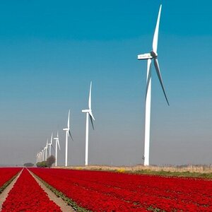 Das Bild zeigt Tulpen und Windräder